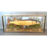 A taxidermy model of a Pike within glazed case, 89cms wide, 17cms deep, 37cms high