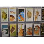 Brooke Bond (13) sets, EX in plastics including: Cacti, Vanishing Animals, Worldwide Wild Life