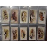 Cigarette Cards. "Dogs" a full album in plastics - a wide range of issues (100's)