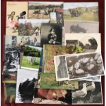 Agriculture, animals and bird theme postcards, vintage range (15) and modern (20+) donkeys,