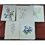 Watercolour paintings and Sketches of Wild Flowers dated 1925, (6) including The Indian Baubul etc.
