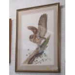 DAVID PARRY, signed watercolour "Study of Brown Owl", 28" x 19"