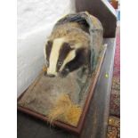 TAXIDERMY, mounted display of Badger, 33" stand width
