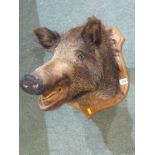 TAXIDERMY, sheild back mounted Wild Boar's head, 18" height