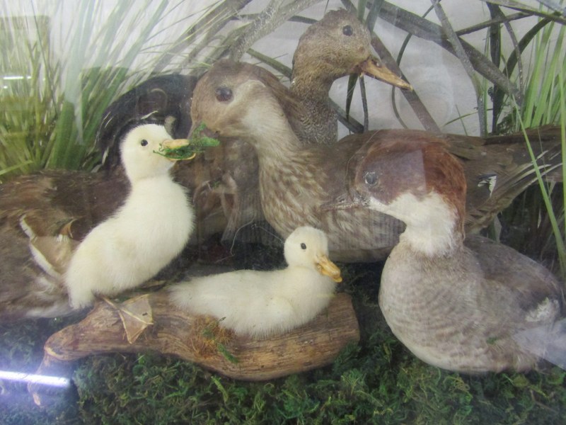 TAXIDERMY, cabinet case display "Family of Ducks", 25" height 30" width - Image 3 of 3