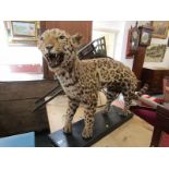 TAXIDERMY, vintage stuffed and mounted Jaguar, 27" height