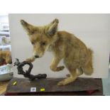 TAXIDERMY, mounted Fox Cub display, 15" height