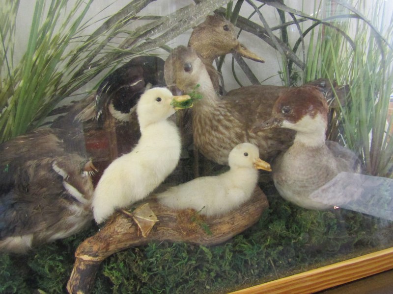 TAXIDERMY, cabinet case display "Family of Ducks", 25" height 30" width - Image 2 of 3