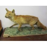 TAXIDERMY, mounted display of Fox, 44" length