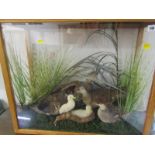 TAXIDERMY, cabinet case display "Family of Ducks", 25" height 30" width