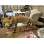 TAXIDERMY, mounted Fox display, 37" length