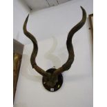 WILDLIFE, pair of mounted horns, possibly Kudu Antelope