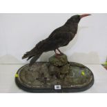 TAXIDERMY, mounted display of Cornish Chough, 16" height