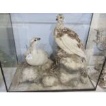 TAXIDERMY, cabinet cased dispay of 2 Ptarmigan, 18" height 19" width