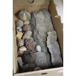 A small group of fossils and other items.