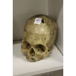 A reproduction human skull, probably used as a teaching aid.