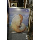 A large colour print depicting a sea shell.