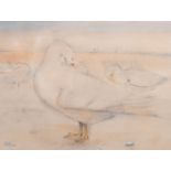 K. Mackie (20th Century), A study of white ducks preening their feathers, watercolour, 10" x 13",