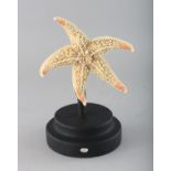 A STARFISH on a wooden stand. 5ins.