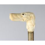 A CARVED BONE DOG HANDLE WALKING STICK. 36ins long.