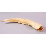 A 19TH CENTURY AFRICAN CARVED IVORY ALLIGATOR, of curved natural form, 31cm wide.