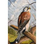 20th century British school, A kestrel perched in a tree, oil on board, 24" x 16".