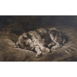 Herbert Dicksee (1862-1942) British, Sleeping puppy, etching on vellum, signed in pencil, 10" x 15.