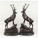 AFTER JULES MOIGNIEZ A good pair of standing bronze stags on marble bases 26 ins high.