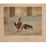 After Alken, A pair of prints depicting cock fighting scenes including 'Plate No 1-A Start' and '