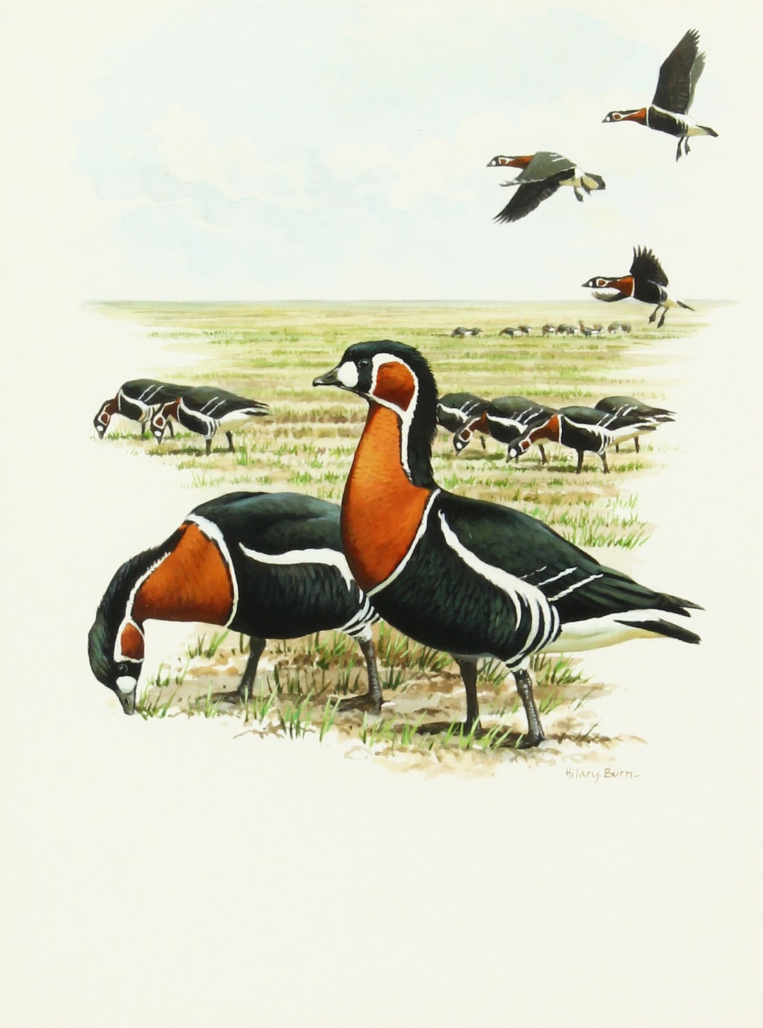 Hillary Burn (b. 1946) British, A scene of red-breasted geese, watercolour, signed, 12" x 9".