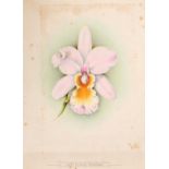 J. L. MacFarlane (circa 1900), An orchid study, along with another by a different hand, watercolour,