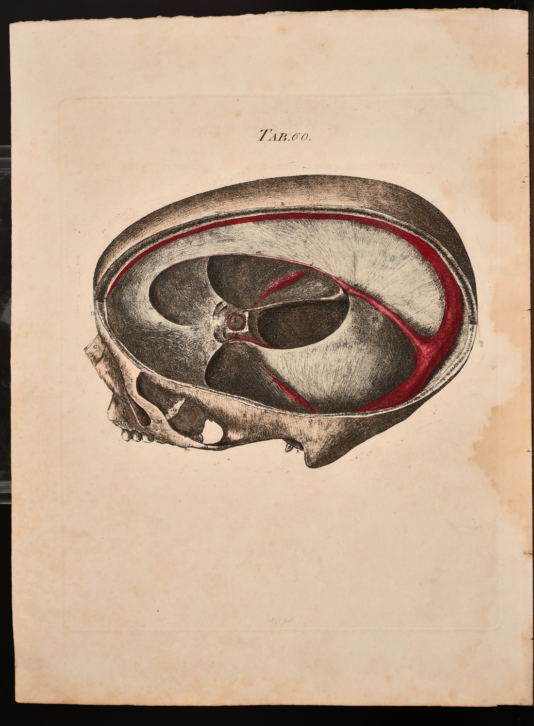 A. Fyfe, a group of 18th century anatomical prints, all 12" x 9.25", (5). - Image 5 of 6