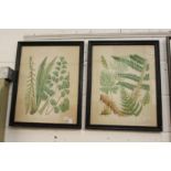 A pair of prints depicting ferns etc.