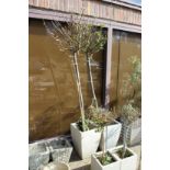 A large pair of modern garden pots containing shrubs.