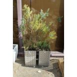 A pair of modern aluminium garden planters containing shrubs.