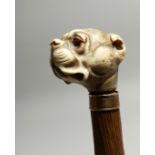A RUSTIC WALKING STICK WITH BULL DOG IVORY HANDLE. 34ins long
