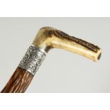 A LARGE SCOTTISH BONE HANDLED WALKING STICK with silver band. 33ins long.