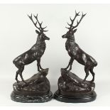 AFTER JULES MOIGINIEZ. A GOOD PAIR OF BRONZE STAGS on marble bases. Signed, 29ins high.