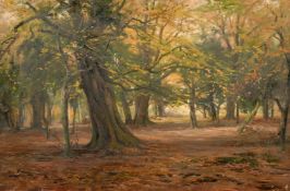 19th/20th century English school, A study of a woodland glade, oil on canvas, 14