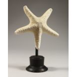 A STARFISH SPECIMAN on a plinth. 5.5ins high