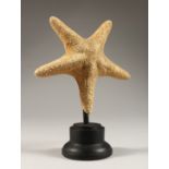 A STARFISH SPECIMAN on a plinth. 6ins high.