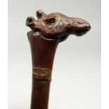 A ZIMBABWEAN HARDWOOD WALKING STICK, with curved giraffe handle. 36ins long.