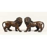 A PAIR OF BRONZE LIONS 12ins long.