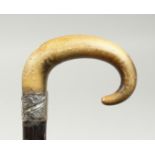 A RHINO HANDLE WALKING STICK with silver band. 34ins long.