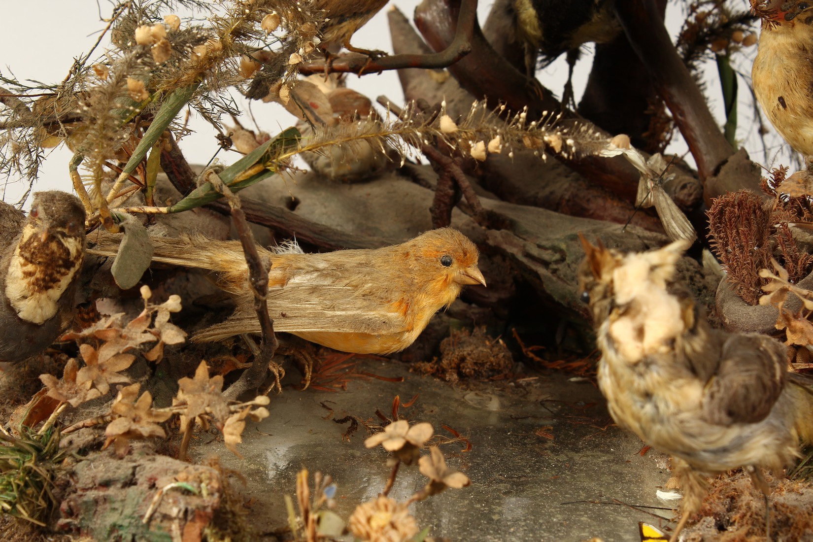 TAXIDERMY - VARIOUS SMALL BIRDS IN A METAL CAGE. Cage 23 ins tall - Image 5 of 6