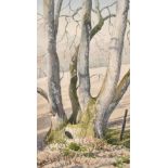 John Robinson, 'Old Coppiced Ash Trunk' watercolour, signed and with label verso, 13" x 7" (33 x