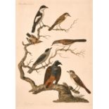 P Mazell after Peter Paillou, a set of 8 18th Century hand-coloured engravings of birds, each 18"