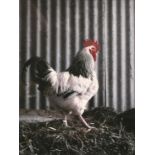 The Godfather - A limited edition print of a chicken.