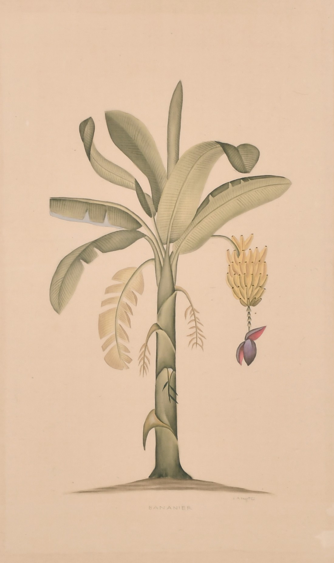 La Roche Lafitte (b.1943) French, A pair of drawings of exotic plants including the banana tree,