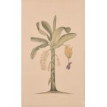 La Roche Lafitte (b.1943) French, A pair of drawings of exotic plants including the banana tree,